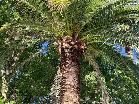 Highlighted textures on palm trunk with sunlight, Botanical study emphasizi.. Stock Photos