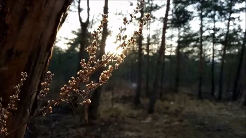 Highlights wind staggers forest naturе Stock Footage 74589699