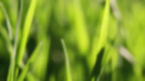 Highly blurred abstract background of green grass and sunlight. Natural bok.. Stock Footage 343530196