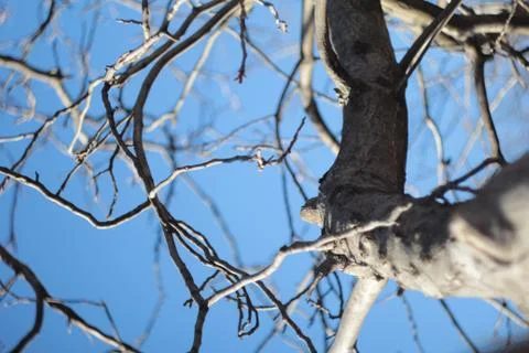 The highly branched tree Foto stock