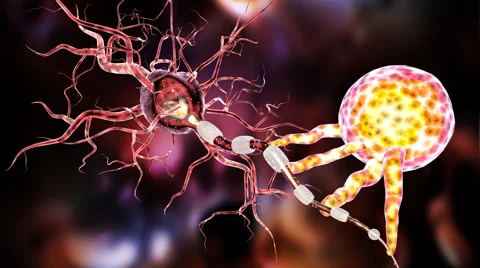 Highly detailed animation of Neuron structure Stock Footage 59215339