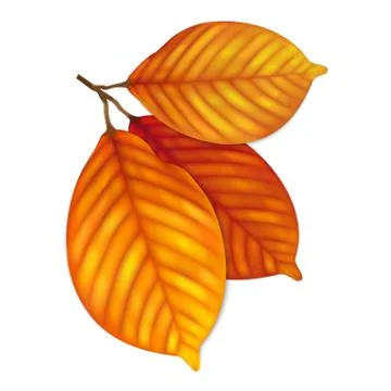 Highly detailed autumn leaves Stock Illustration