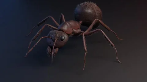 Highly detailed Macro 3D Animation of ant body and tripod gait 動画素材 333502814