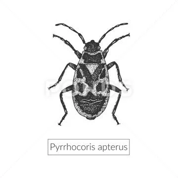 Highly detailed macro drawing Stock Illustration