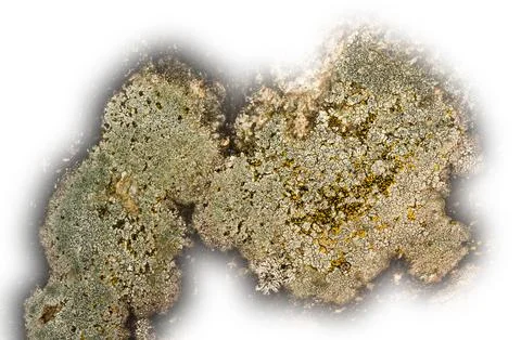 Highly detailed macro image of light green yellow lichen a natural abstract. Stock Photos