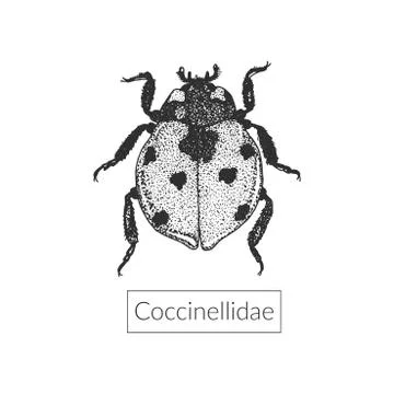 Highly detailed macro ladybug drawing Stock Illustration