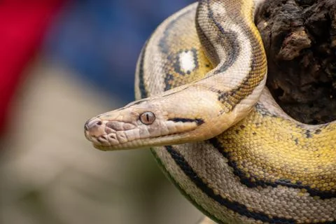 Highly detailed reticulated python Stock Photos