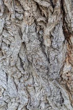 Highly detailed tree bark texture Stock Photos