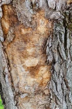 Highly detailed tree bark texture Stock Photos