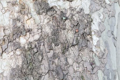 Highly detailed tree bark texture Stock Photos