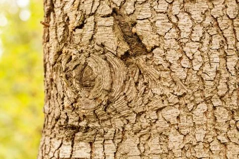 Highly detailed tree bark texture Stock Photos