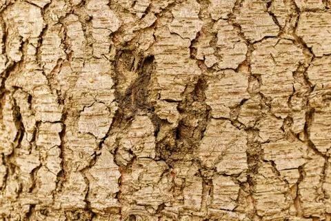 Highly detailed tree bark texture Stock Photos