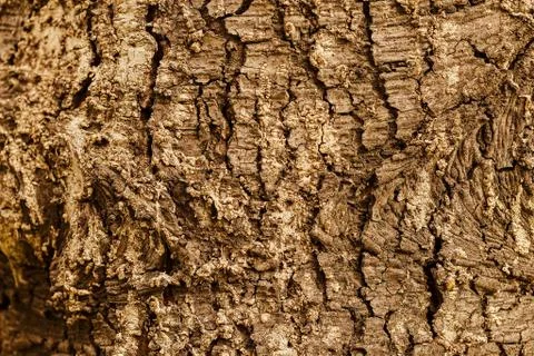 Highly detailed tree bark texture Stock Photos