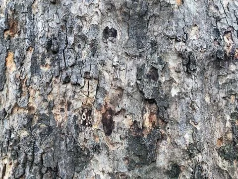 Highly detailed tree bark texture. Close-up tree structure Stock Photos