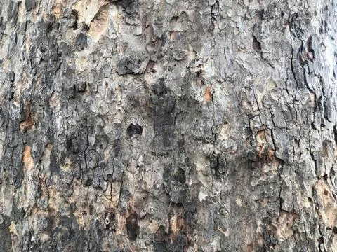 Highly detailed tree bark texture. Close-up tree structure Stock Photos