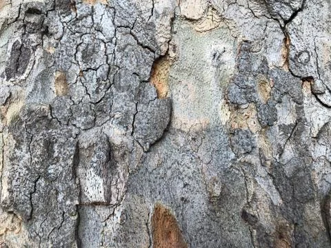 Highly detailed tree bark texture. Close-up tree structure Stock Photos
