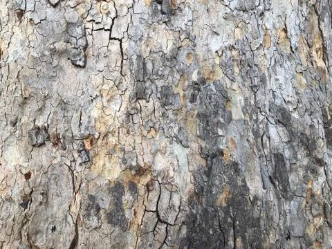 Highly detailed tree bark texture. Close-up tree structure Stock Photos