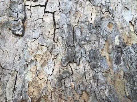 Highly detailed tree bark texture. Close-up tree structure Stock Photos
