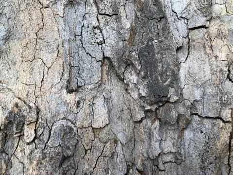 Highly detailed tree bark texture. Close-up tree structure 写真素材