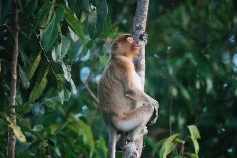 A highly Endangered Proboscis Monkey (Nasalis larvatus) sitting in a tree &amp; l Stock Photos
