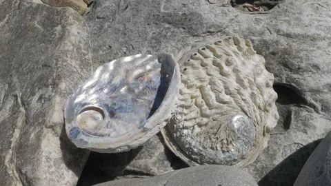 Highly Poached Abalone or Perlemoen Shells Stock Footage 146895523