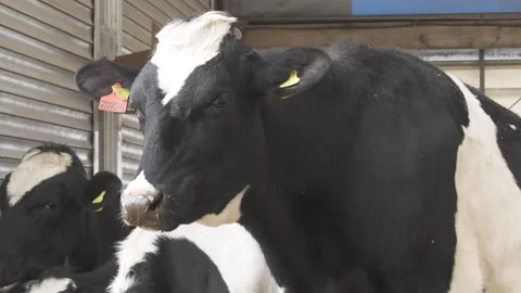 Highly productive holstein cows Stock Footage 244435590