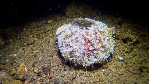 A highly venomous Flower Urchin crawling across the sandy seabed at night Stock Footage 122525802