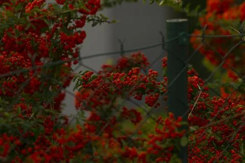 Highresolution image capturing berry cluster with plant details Stock Photos
