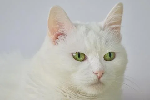 Highresolution Image Capturing Calmness And Beauty Of White Feline Stock Photos