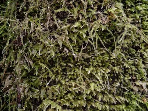 Highresolution image capturing moss filaments and spore formations in dense.. 库存照片