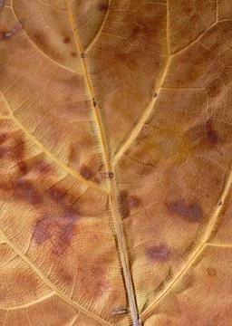 Highresolution Image Displaying Detailed Leaf Designs And Gentle Color Changes Stock Photos