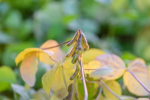 Highresolution image highlighting soybean seed development process, Macro photog Stock Photos