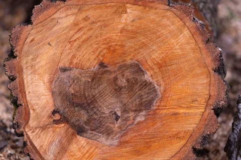 Highresolution macro capturing intricate wood texture elements clearly. Clo.. Stock Photos
