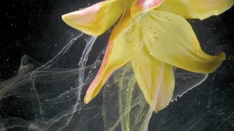 Highresolution slow motion capture showcasing intricate floral textures  Stock Footage 334335123