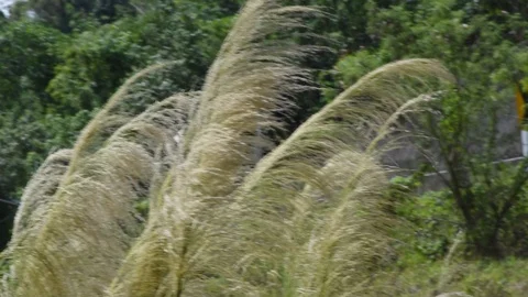 Hight grassflowers .wind droplets profusely beauty Stock Footage 129694090