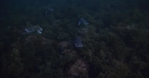 Hight View Shot Of Cuttlefish Aggregation Stock Footage 316435035