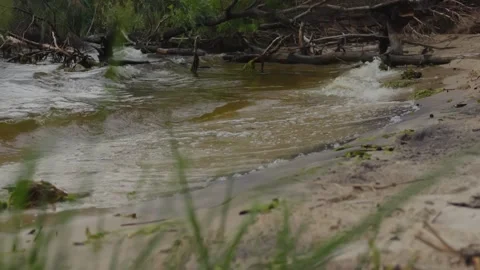 Hight waves on the lake crash on the sandy beach, dry trees littered Stock Footage 279231844