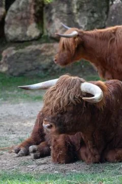 Hightlander 库存照片