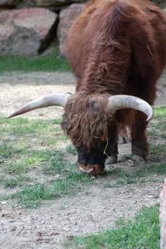 Hightlander01 库存照片