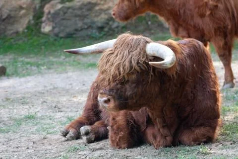 Hightlander02 库存照片