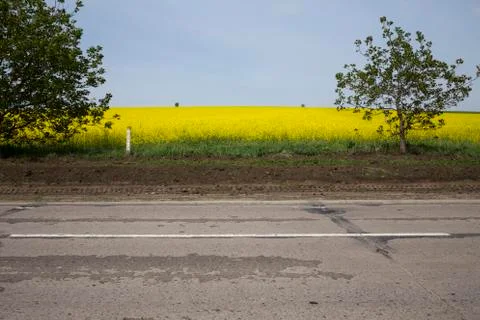 Highway and field of a rape. Stock Photos