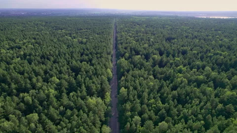 Highway between trees. Aerial view of the road between forests. Coniferous Stock-Footage 201690426