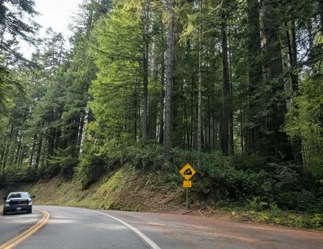 A highway curves left through towering redwoods as a lone truck passes a steep Фото