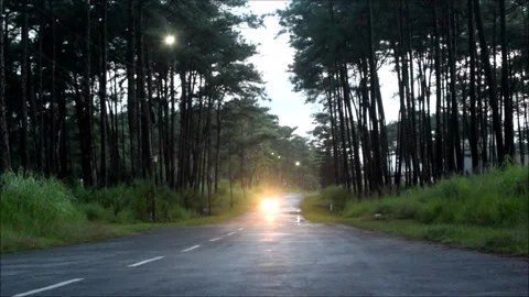 Highway in the evening with tall trees on both sides 動画素材 158581147