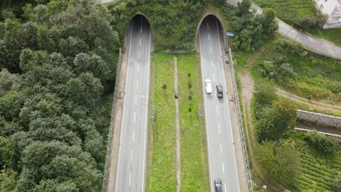 Highway in the Forest Stock Footage 332725233