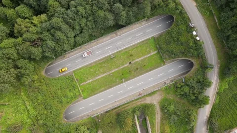 Highway in the Forest Vídeo Stock 333328444