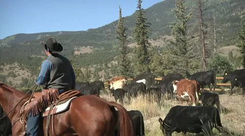 Highway Herd Stock Footage 10590812