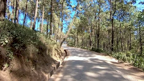 Highway in the mountain forest Video stock 155367844