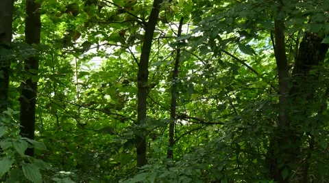 Highway near the forest Stock Footage 56090228
