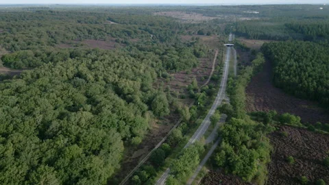 Highway road through green forest with heather and ecoduct Stock Footage 249064349